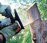How Our Tree Care Process Works  in  Alturas, FL