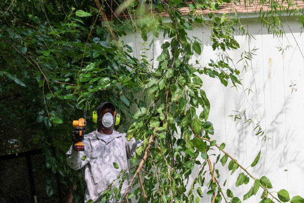 Lawn Pest Prevention in Alturas, FL